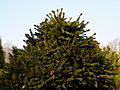 Picea abies Maria IMG_1705 Świerk pospolity